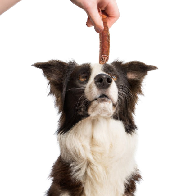 Mag Jij Je Hond Elke Dag Snacks Geven? Wat Elke Baasje Moet Weten - Woefwoefsnacks