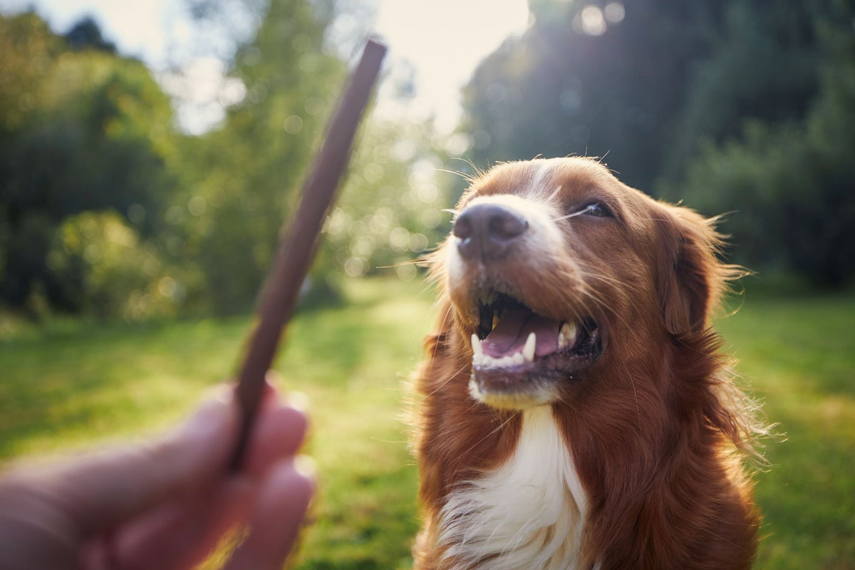 Welke hondensnacks zijn gezond voor mijn hond? - Woefwoefsnacks