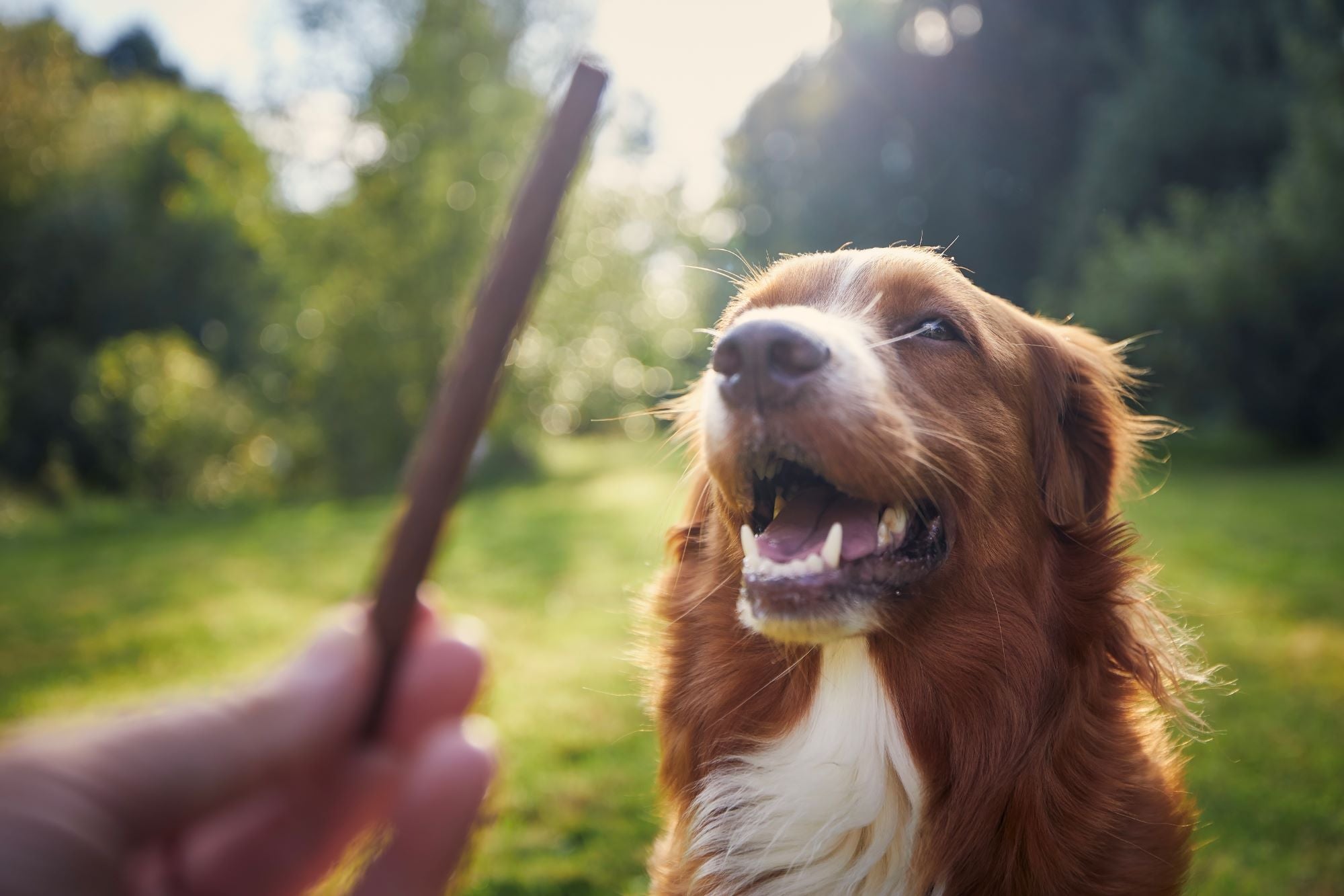 Welke hondensnacks zijn gezond voor mijn hond? - Woefwoefsnacks