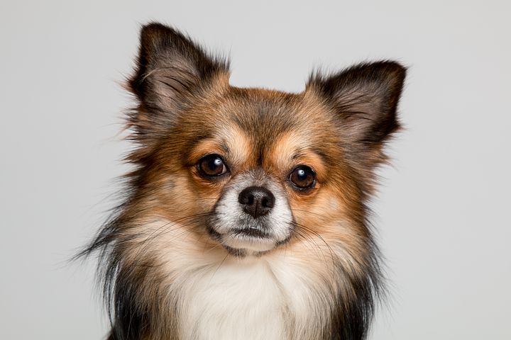 Mijn hond eet gras – Is dat normaal of zorgwekkend? Ontdek de waarheid! - Woefwoefsnacks