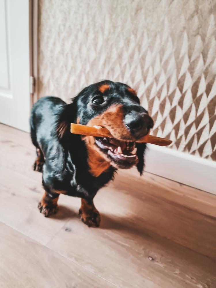 Mijn hond heeft een slechte adem – Wat kun je doen? De natuurlijke oplossingen. - Woefwoefsnacks