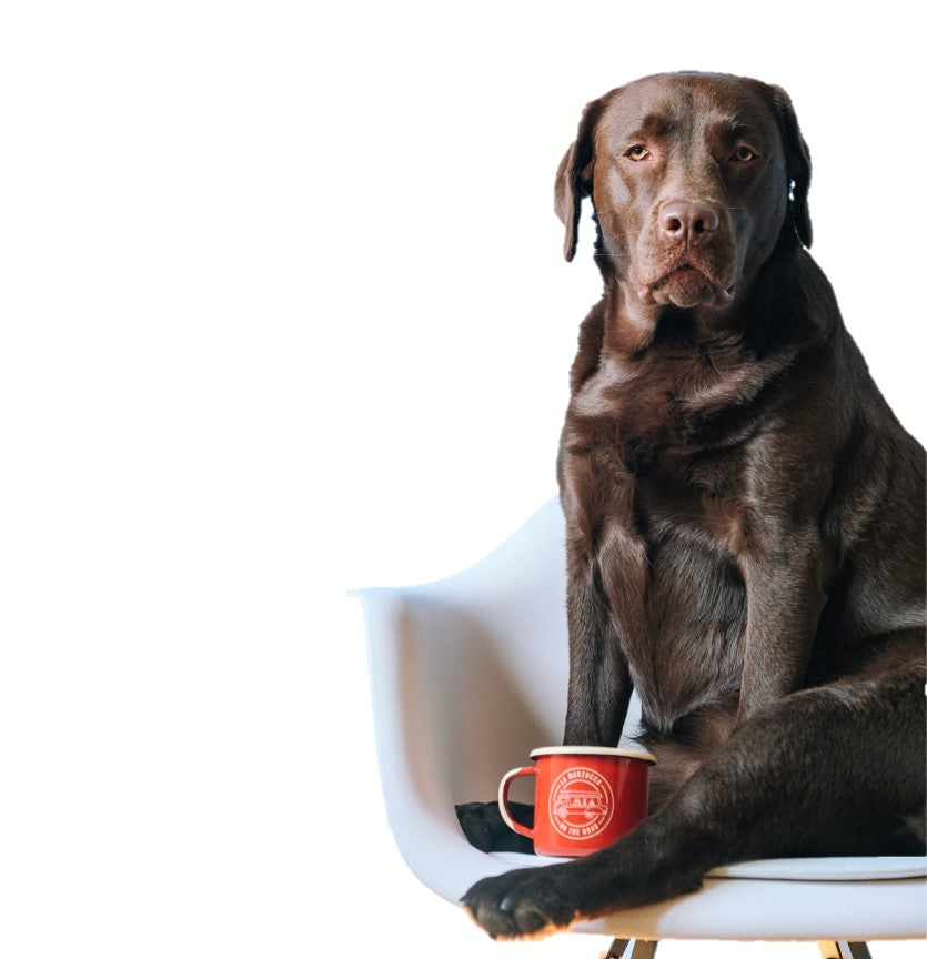 Veel honden zijn te dik – wat kan je hieraan doen? - Woefwoefsnacks