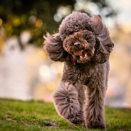 Hoe borstel je je hond op de juiste manier? - Woefwoefsnacks