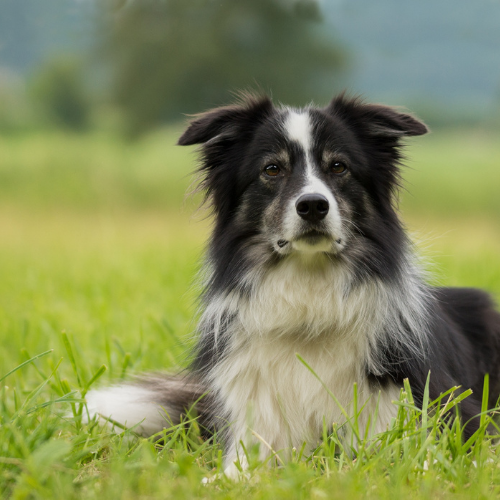 Top 10 fouten die je met je hond moet vermijden - Woefwoefsnacks