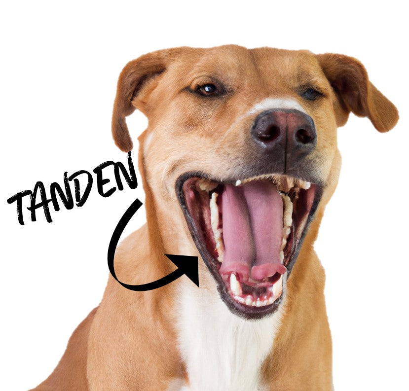 Wat doen hondensnacks voor hun gebit? - Woefwoefsnacks