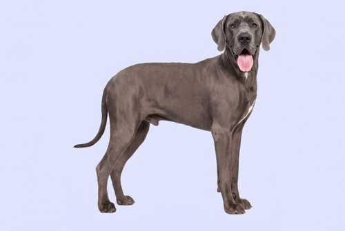 Grote honden