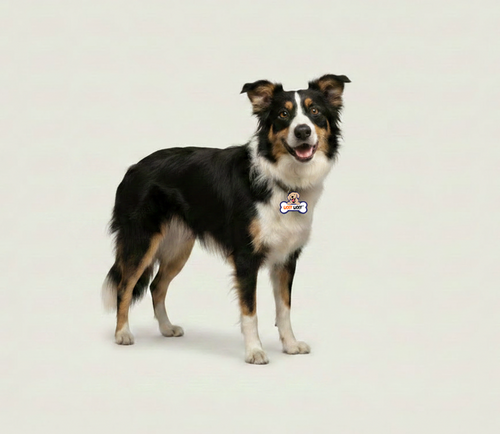 Middel grote honden