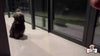 Video van Tibetaanse Terriër die een yakstaafje krijgt en kauwt