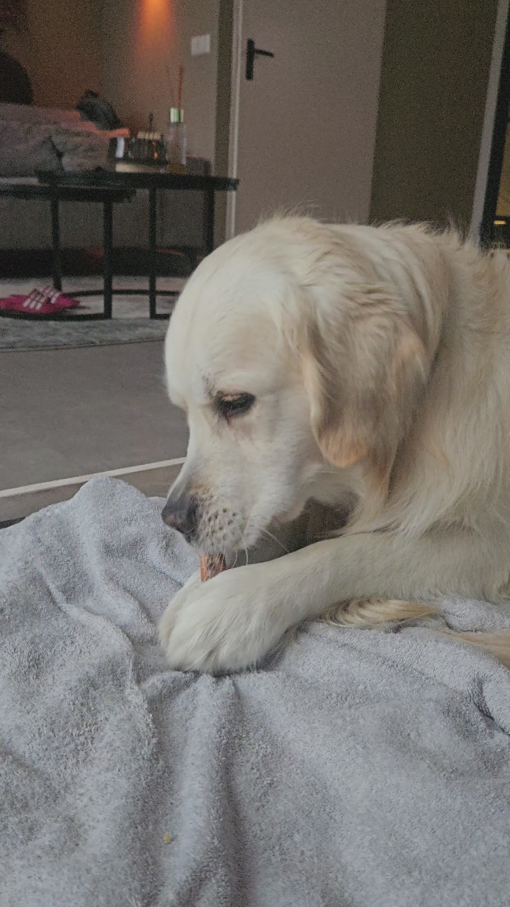 Lichtblonde golden retriever ligt op een lichtgrijze deken in de woonkamer en kauwt op een bullepees.