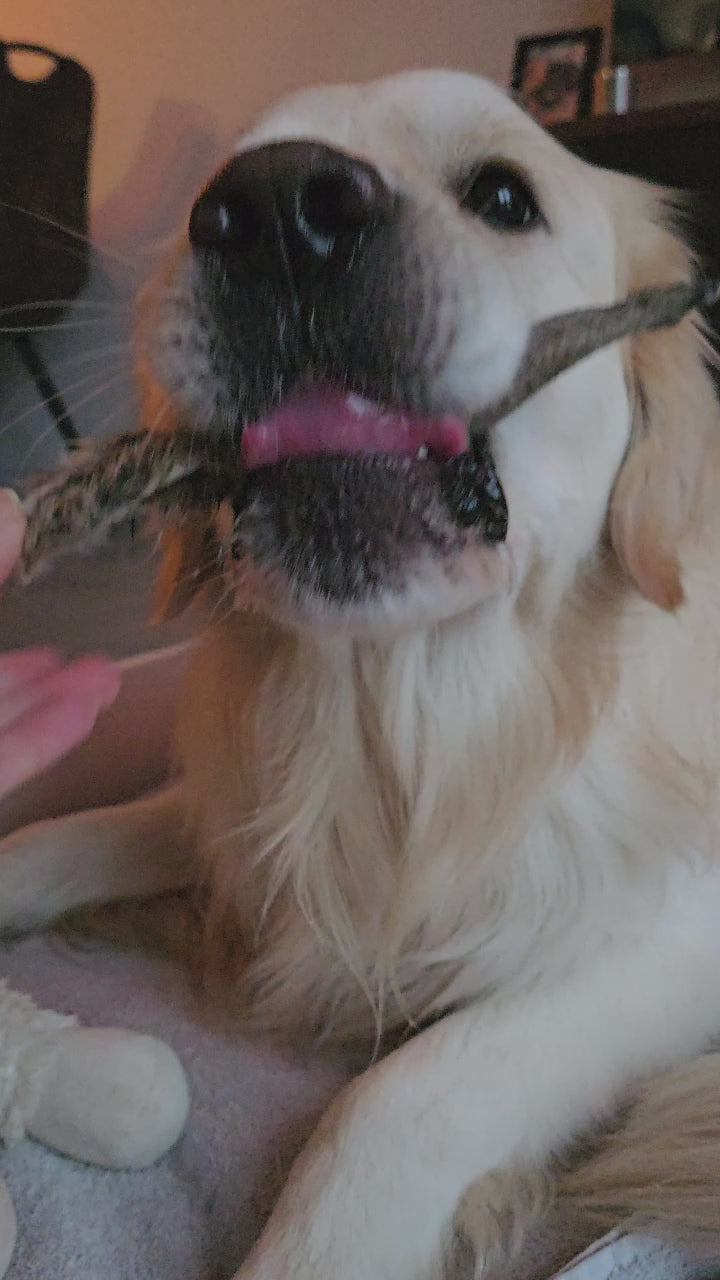 Een lichtblonde golden retriever ligt in zijn mand en kauwt op konijnenoren met vacht. 