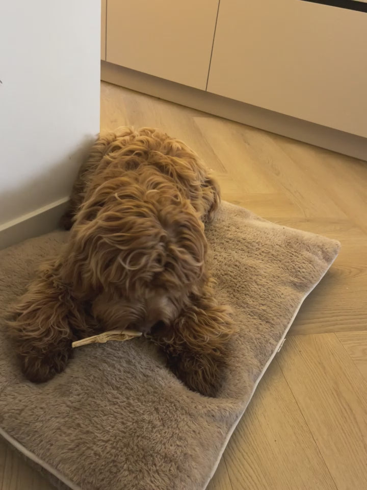 Bruine Labradoodle die op een kussen ligt in de woonkamer en kauwt op lamshuid.