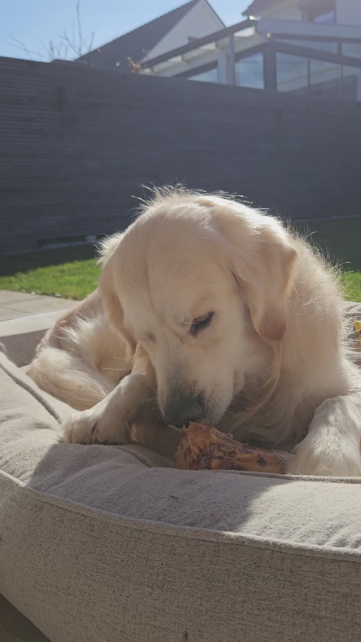 Lichtblonde golden retriever ligt in een beige/grijze mand in de tuin en kauwt op een runderbot.