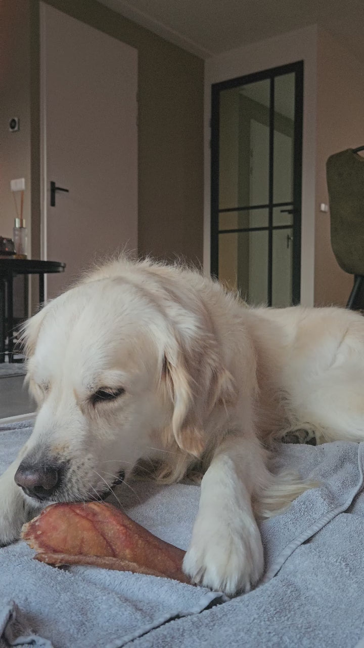 Een lichtblonde golden retriever ligt in zijn mand en kauwt op een varkensoor.
