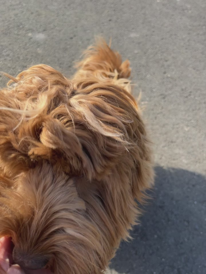 Een bruine labradoodle die een lam trainer krijgt als snack.