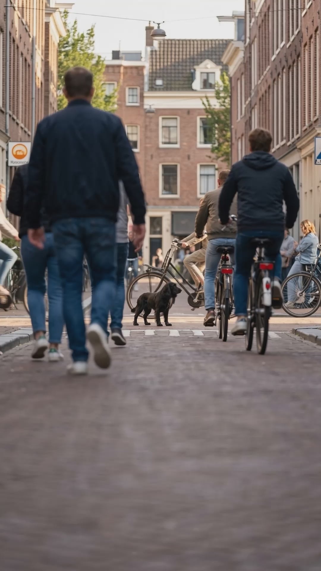 Een zwarte hond loopt tussen fietsers en voetgangers door een Amsterdamse straat en ontmoet border collie Johnson; aan het eind staat Johnson naast een zak Woef Woef 100% natuurlijke hondensnacks