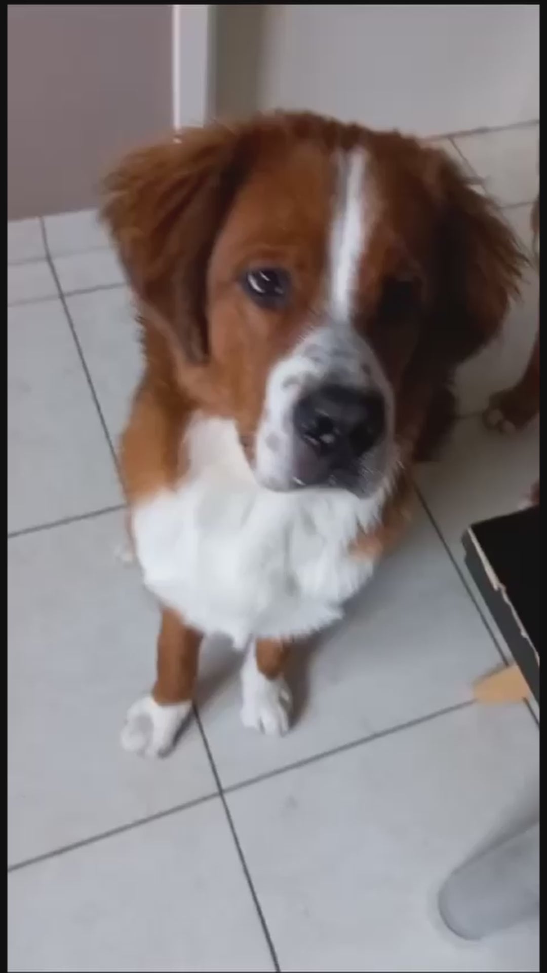 Video van hond die een Yakstaaf eet en krijgt van Woef Woef