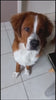Video van hond die een Yakstaaf eet en krijgt van Woef Woef