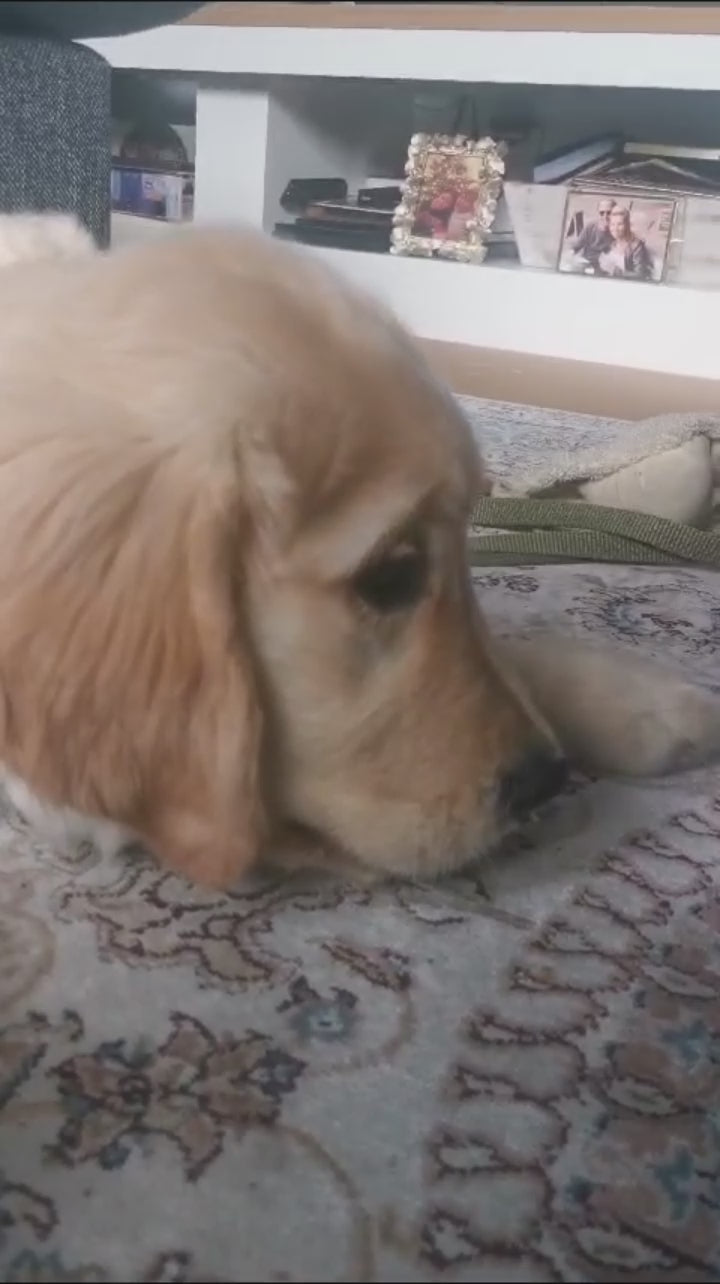 Een lichtblonde golden retriever puppy ligt op een vloerkleed en kauwt op een kippenvleugel.