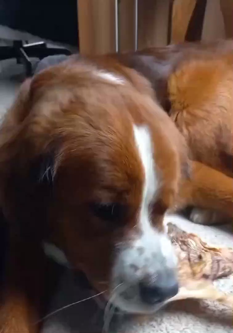 Hond die een runderkophuid plaat als snack aan het kauwen is.