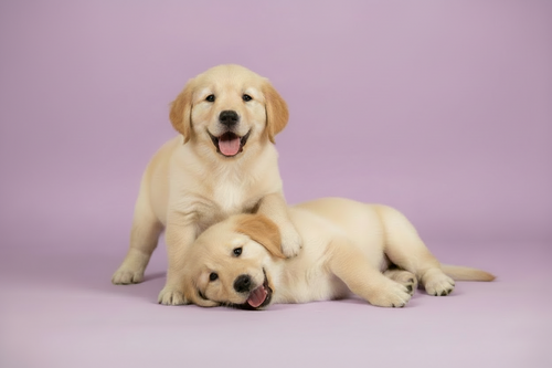 Puppies