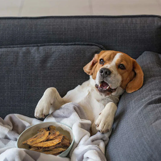 Woef Woef Snackbox (S) - Woefwoefsnacks